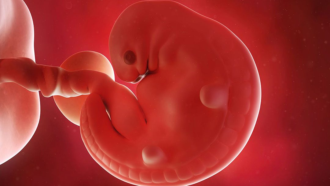 Nhật Bản Vừa Cấp Phép Cho Thí Nghiệm Nuôi Phôi Lai Giữa Người Và Động Vật, Mở Ra Chiếc Hộp Pandora Cho Loài Người?