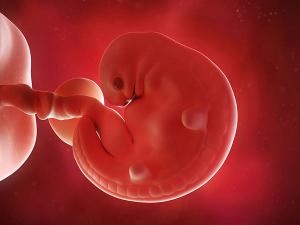 Nhật Bản Vừa Cấp Phép Cho Thí Nghiệm Nuôi Phôi Lai Giữa Người Và Động Vật, Mở Ra Chiếc Hộp Pandora Cho Loài Người?