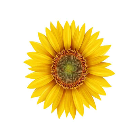 Bó hoa hướng dương